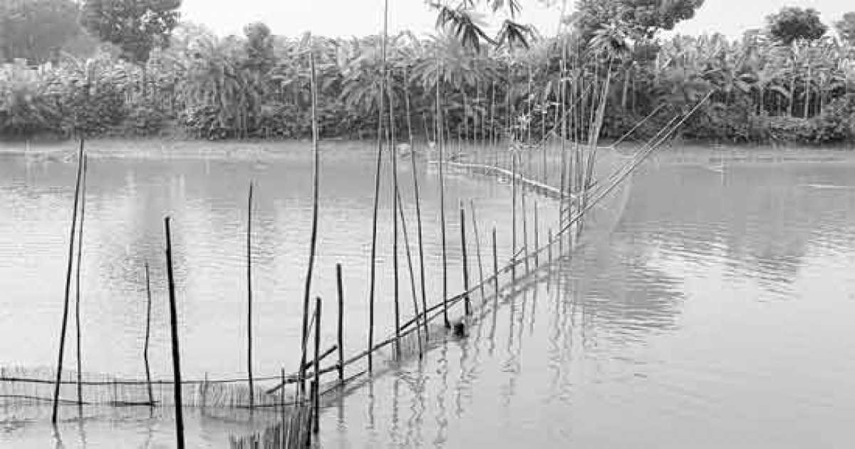 মাথাভাঙ্গা নদীর বুকে বাধের দৌরাত্ম্য  কারেন্ট জালে মাছ নিধনের মহোৎসব