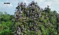 ছবি