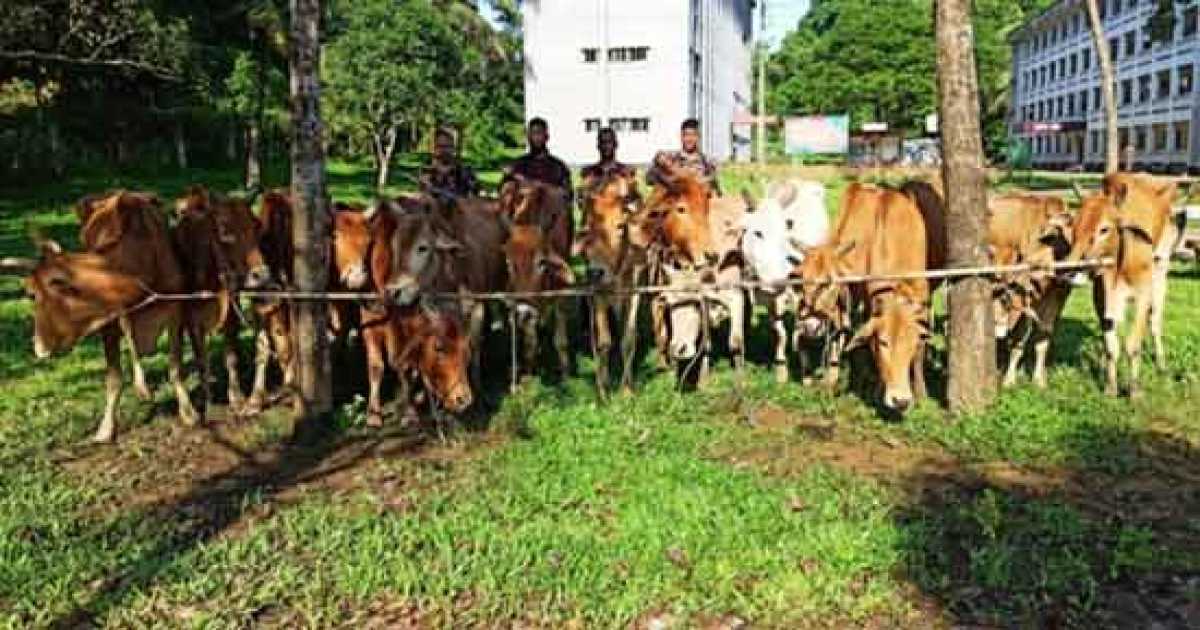 নাইক্ষ্যংছড়ি সীমান্তে ১৫ বার্মিজ গরু জব্দ