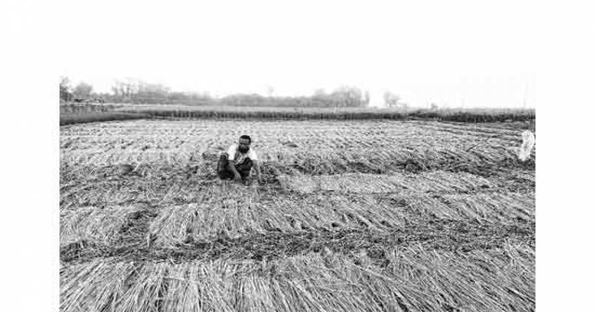 পীরগঞ্জে আগাম আমন চাষে আগ্রহ বাড়ছে কৃষকদের