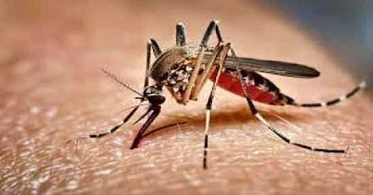 ডেঙ্গুতে আরও ৭৫৮ জন হাসপাতালে, মৃত্যু ৪
