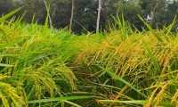 ছবি