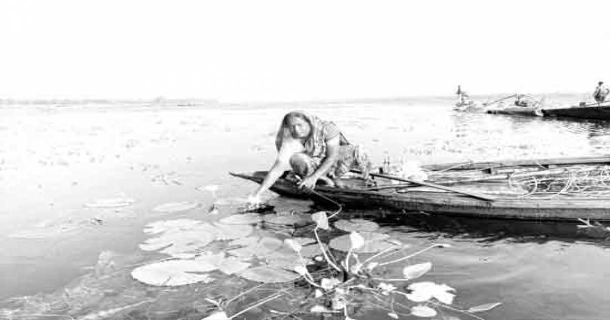 আগের মতো জাতীয় ফুল শাপলা দেখা যায় না