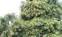 ছবি