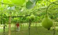 ছবি