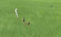 ছবি