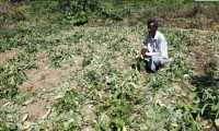 ছবি