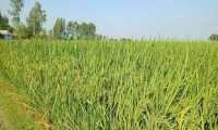 ছবি
