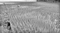 ছবি