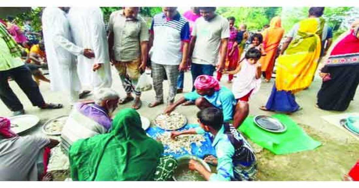 জেগে উঠেছে পদ্মা পাড়ের জেলে পল্লী, মাছ বাজারে ক্রেতার স্বস্তি