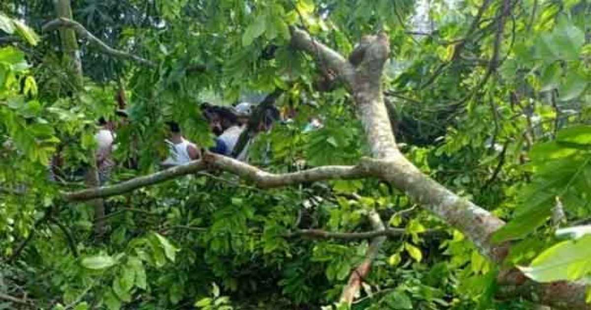 রেলওয়ের গাছ চুরি করে কাটতে গিয়ে গাছের নিচে চাপায় যুবক নিহত