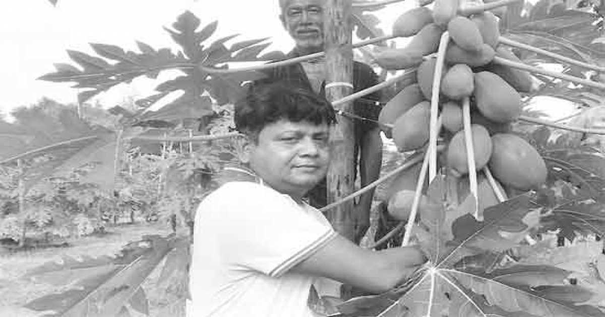 ভালুকায় বাণিজ্যিক পেঁপে  চাষে শাহজাহানের সাফল্য