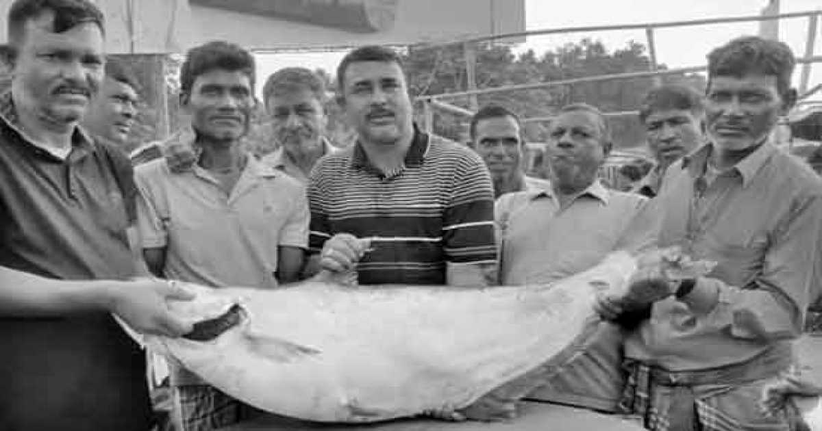 পদ্মার ১ মাছের দাম ১ লাখ ৪ হাজার
