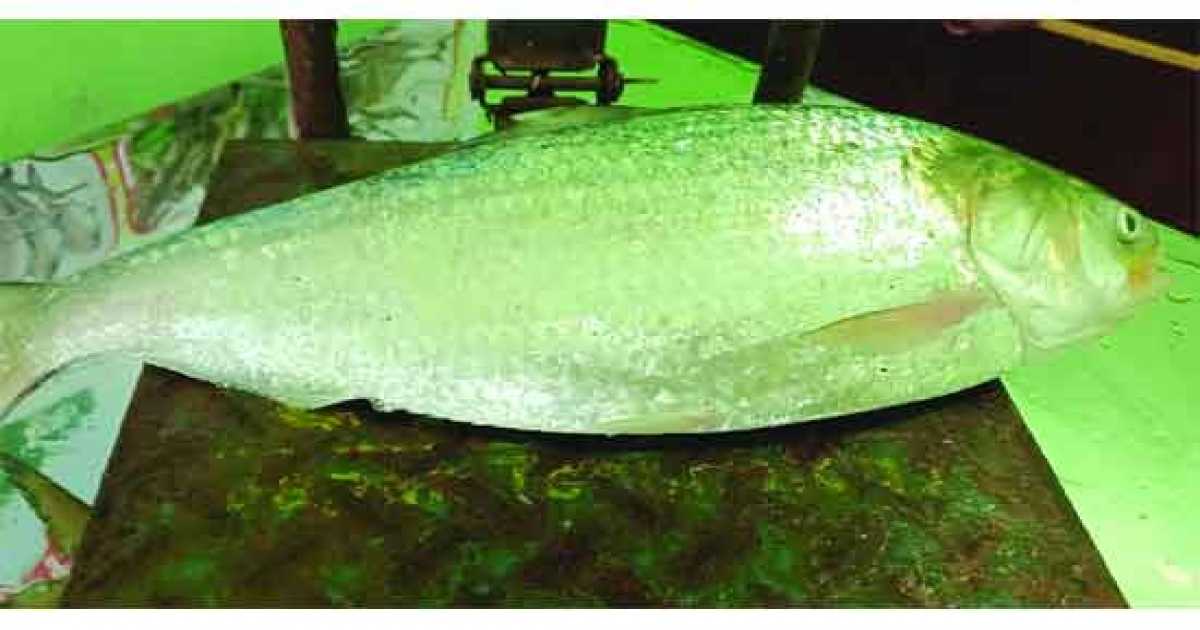 কুয়াকাটার মোকামে এক ইলিশের দাম ৮ হাজার ৮৫০ টাকা!