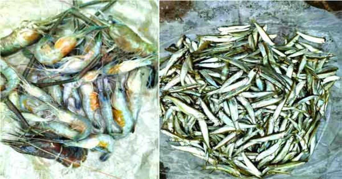 মাতামুহুরী নদী ভরাট ও বিষ দিয়ে নিধনকাণ্ডে বিপন্ন হচ্ছে দেশীয় মাছ