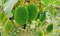 ছবি