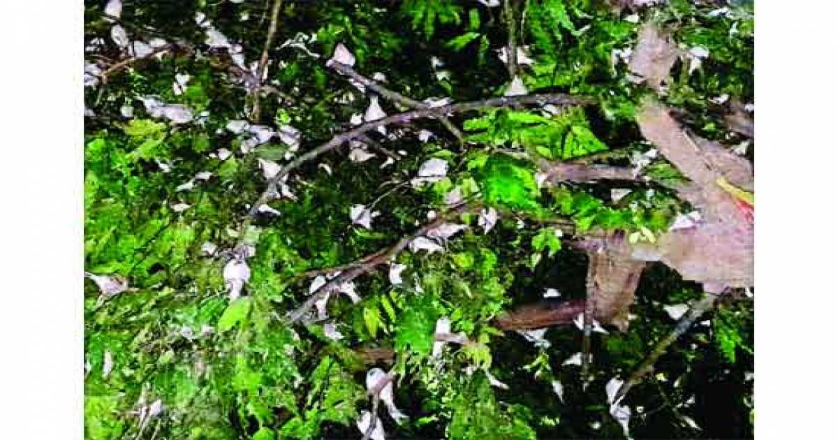 পাখিপ্রেমীদের মমতায় ইট-পাথরের নগরই এখন চড়ুইয়ের গ্রাম