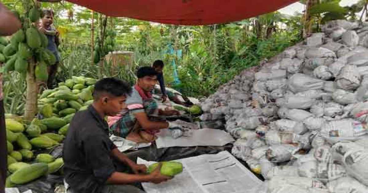 মধুপুরে লাল মাটিতে উচ্চ ফলনশীল  জাতের পেঁপে চাষে লাভবান কৃষক