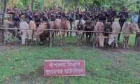 ছবি