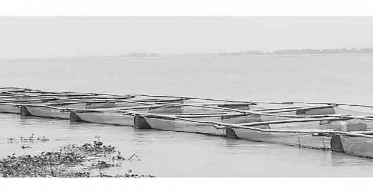 সিরাজগঞ্জে খাঁচায় মাছ চাষ করে অনেকেই লাববান