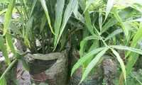 ছবি