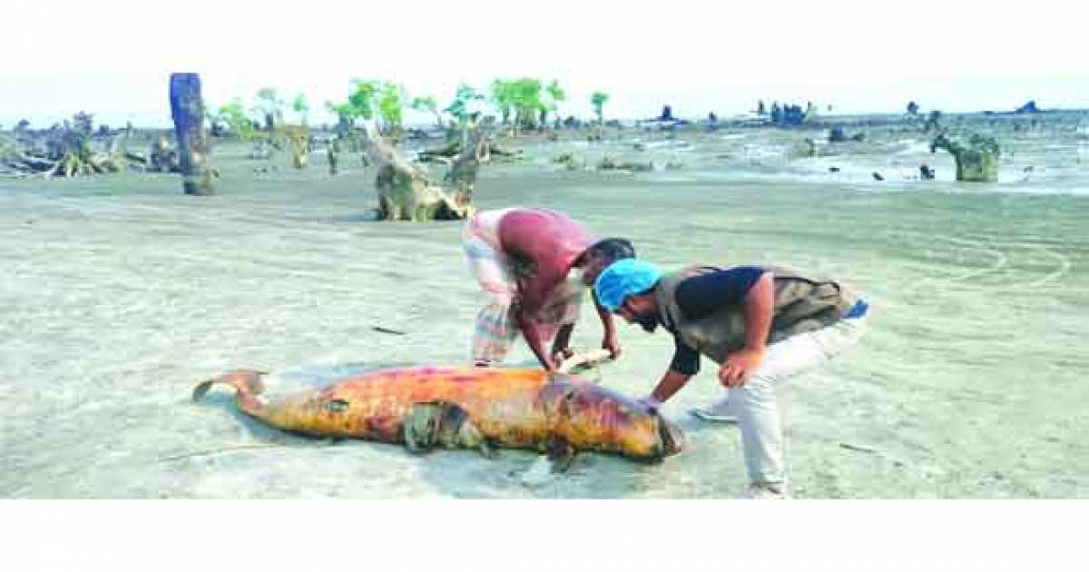 কুয়াকাটা সৈকতে ভেসে এসেছে মৃত ডলফিন