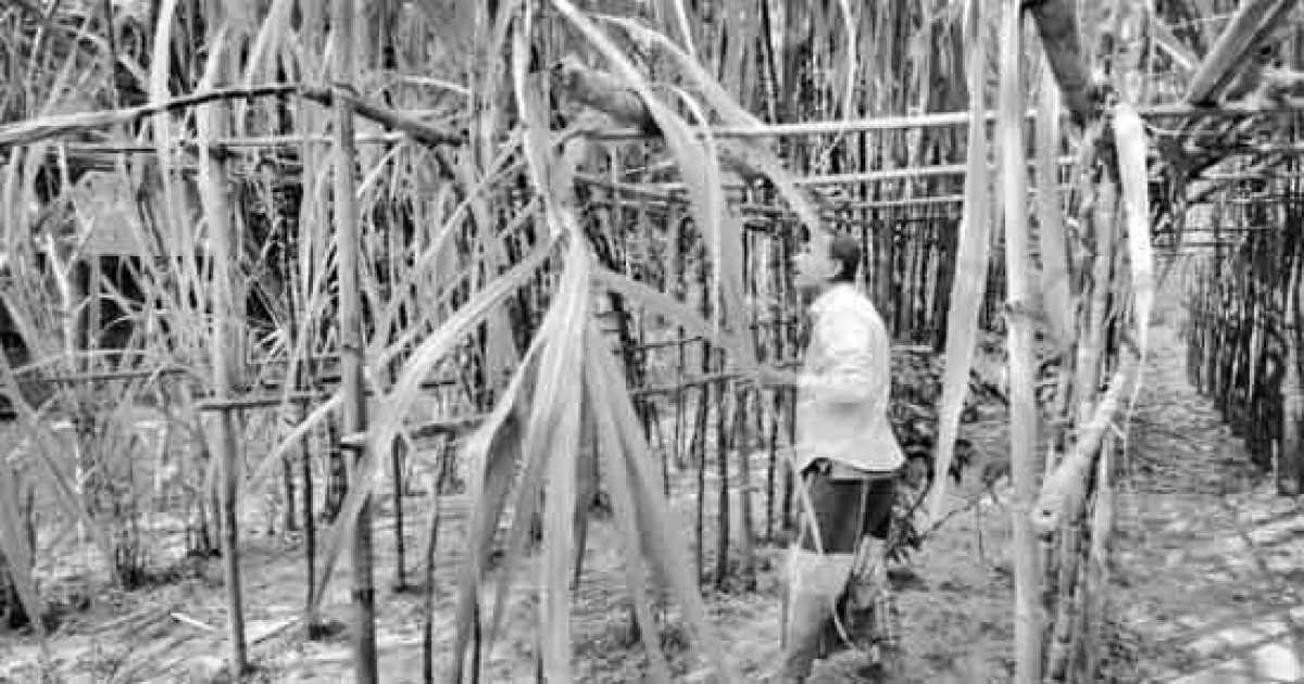 ফিলিপাইনের আখ আবাদে  লাভবান কালীগঞ্জের মাসুদ