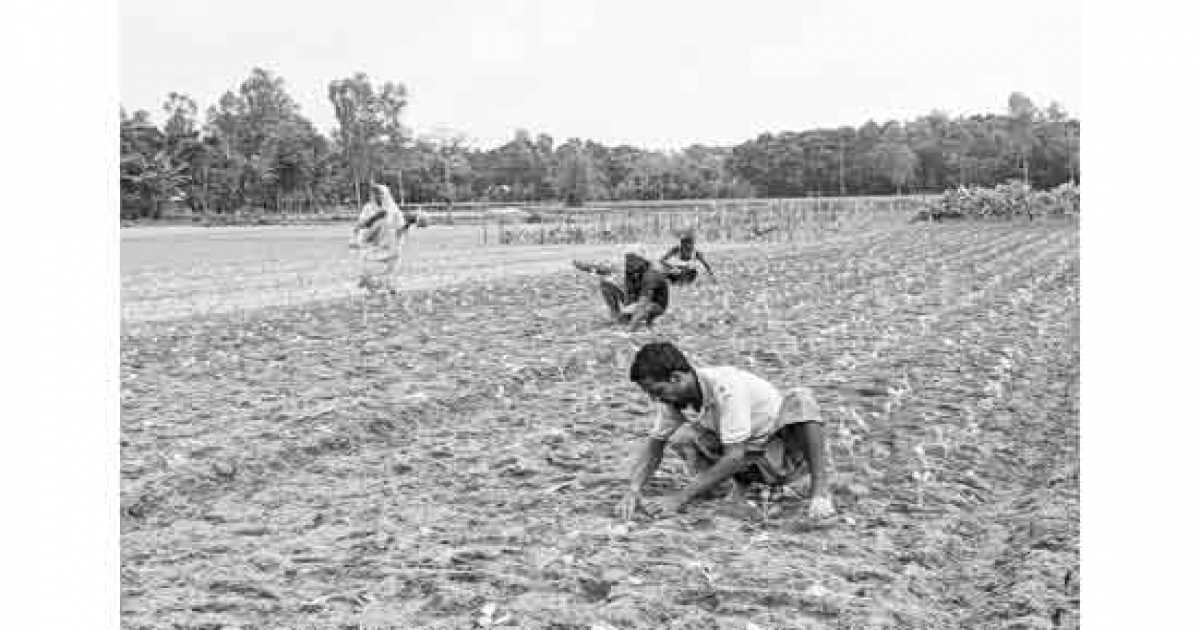 কুড়িগ্রামে সার ও বীজ সংকটে বিপাকে আগাম সবজি চাষিরা