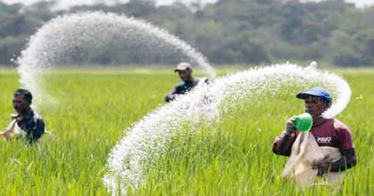 পুঠিয়ায় সারের কৃত্রিম সংকট, কৃষকের হাহাকার