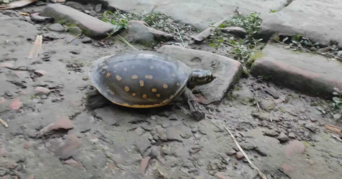 শরণখোলায় বিরল সুন্ধি কচ্ছপ উদ্ধার