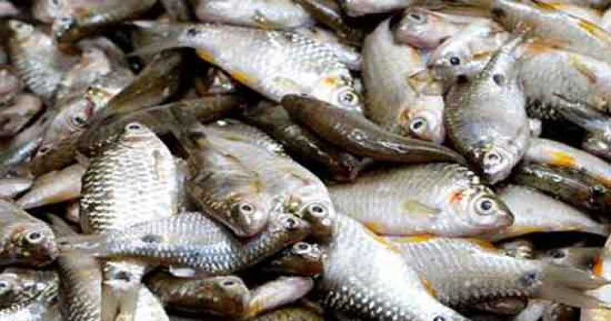 বৈজ্ঞানিক পদ্ধতিতে প্রথম মাছ চাষি আমিন