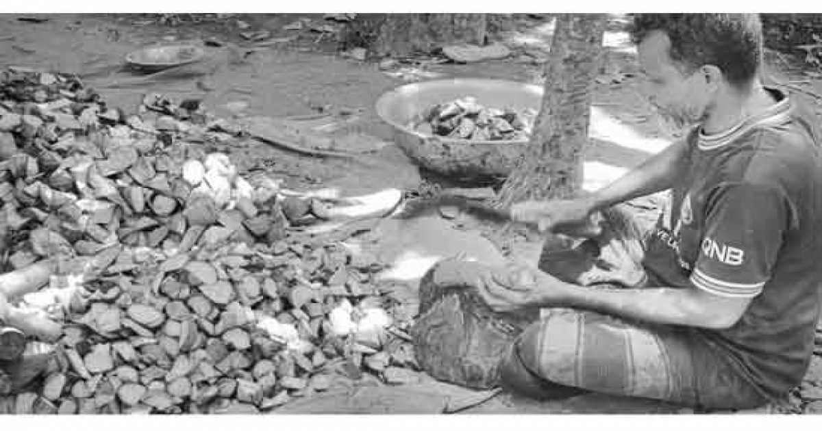 গোবিন্দগঞ্জে গবাদিপশু খাদ্যের  চাহিদা মেটাচ্ছে কলার ঘাউর