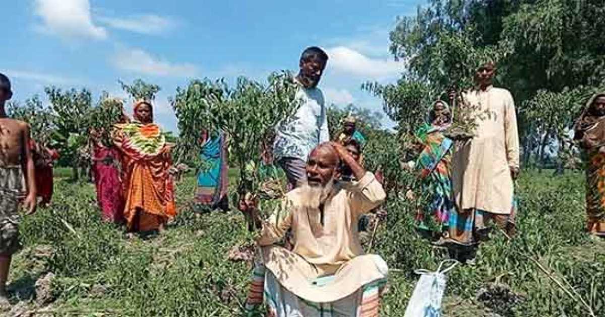 কৃষকের মরিচ খেতে প্রতিপক্ষের হানা