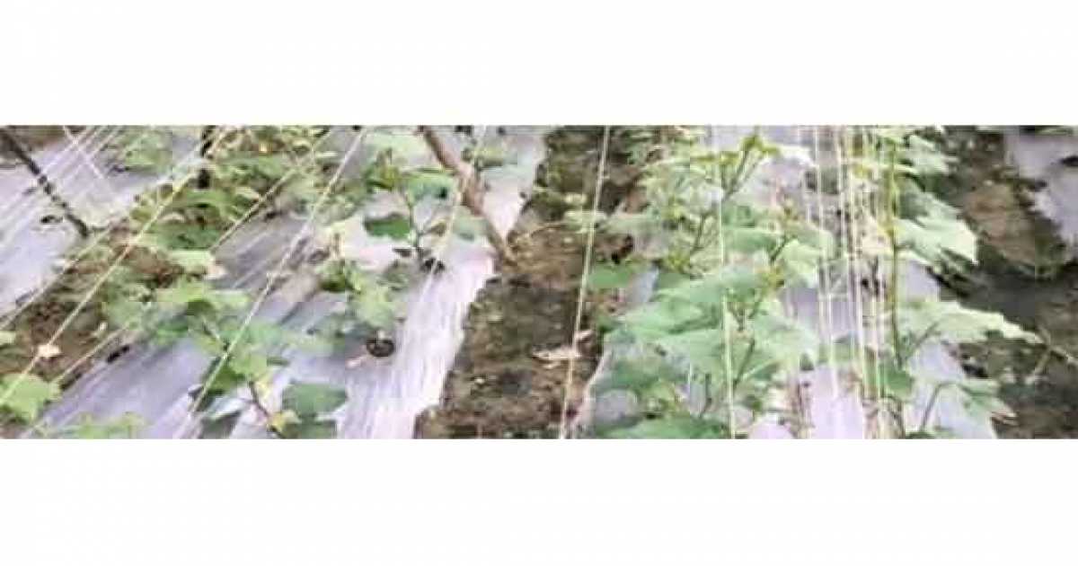 ভৈরবে জনপ্রিয় হয়ে উঠছে মালচিং পদ্ধতির চাষাবাদ